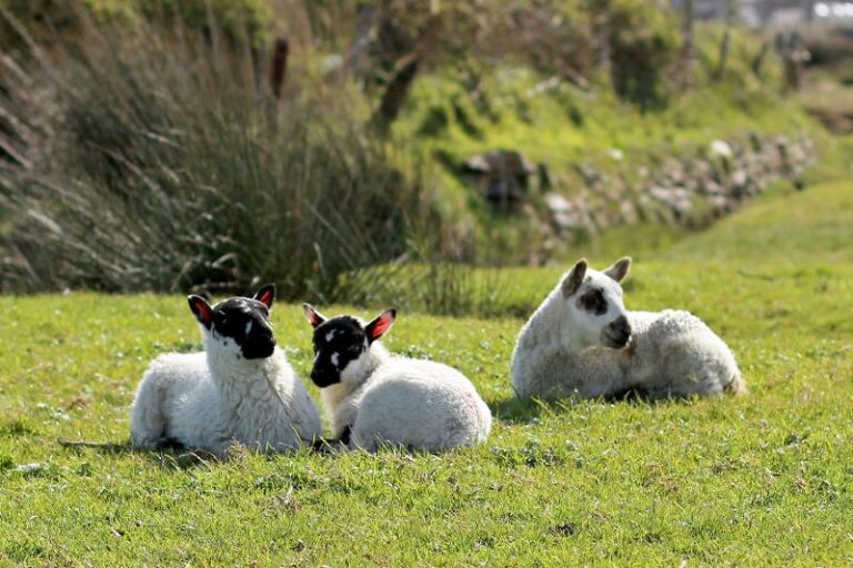 Unlimited fines threat after dog attacks on sheep