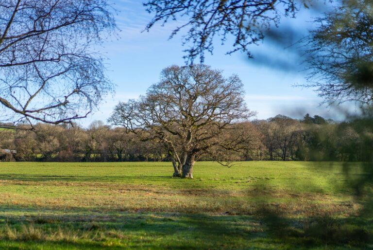 Public invited to shape future of new Devon woodland