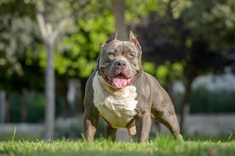 Exeter man denies charges over XL Bully dogs incident in Exwick