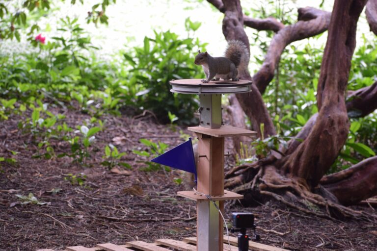 Greedy squirrels will climb higher for favourite food study reveals
