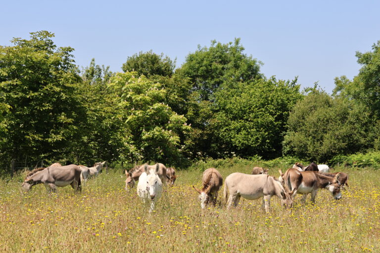 Donkey sanctuary boosts soil health to help wildlife thrive