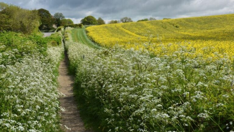Devon report outlines action to protect and boost biodiversity