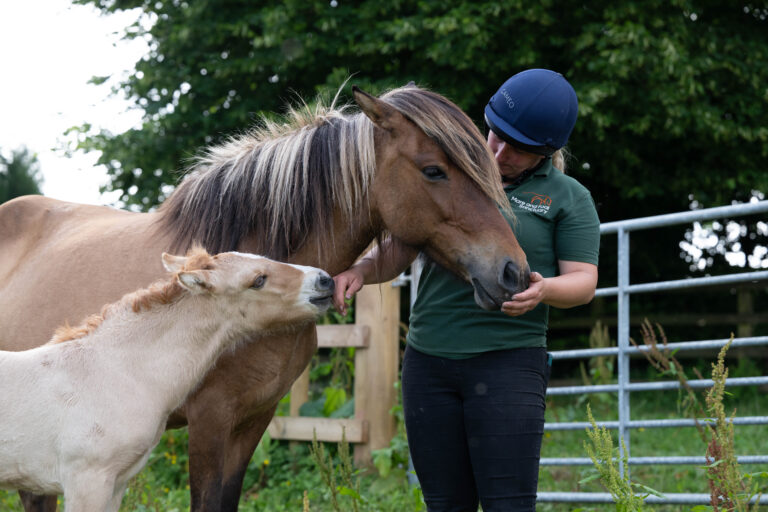Herd once at risk now thriving after major rescue effort in Devon