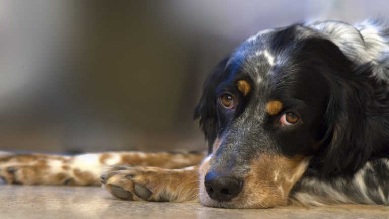 Warning to pet owners over risks of using unlicensed boarding services