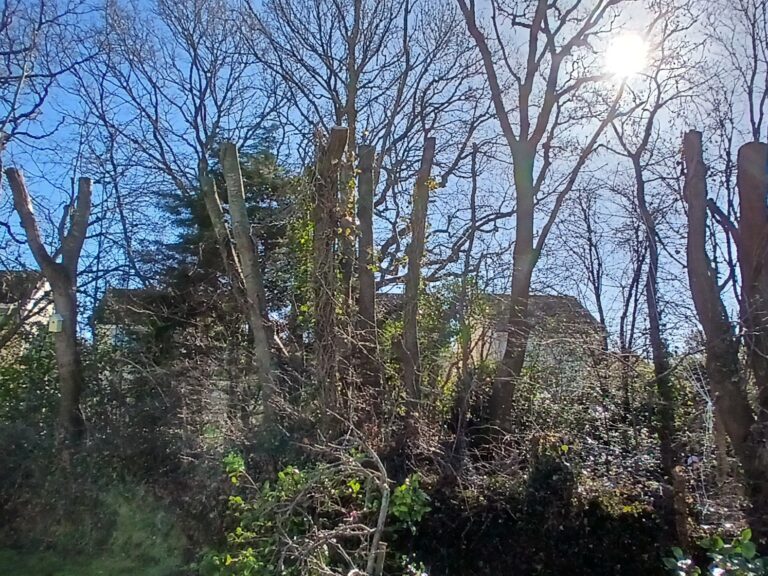 Devon residents fined over shocking damage to protected woodland trees