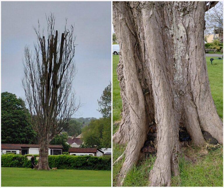 Historic tree planted by Prince Philip faces heartbreaking end
