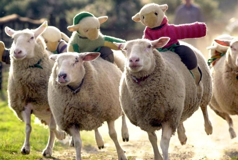 Council finally confirms what The Big Sheep is legally allowed to do