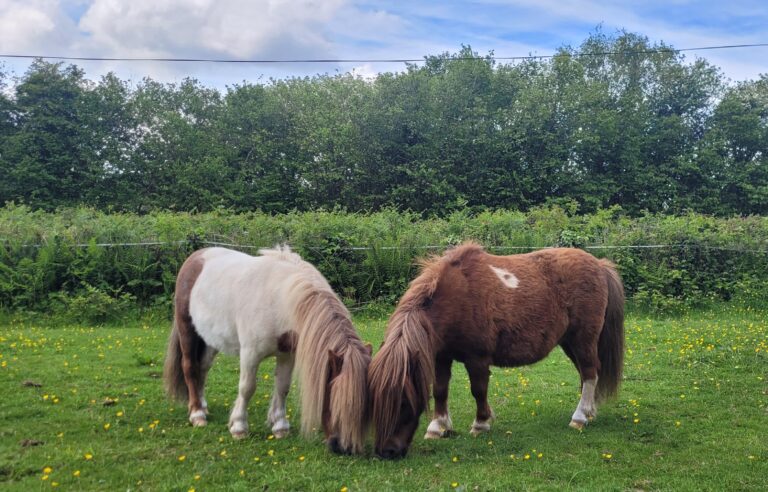 Police hunt dog owner after therapy pony injured in terrifying attack