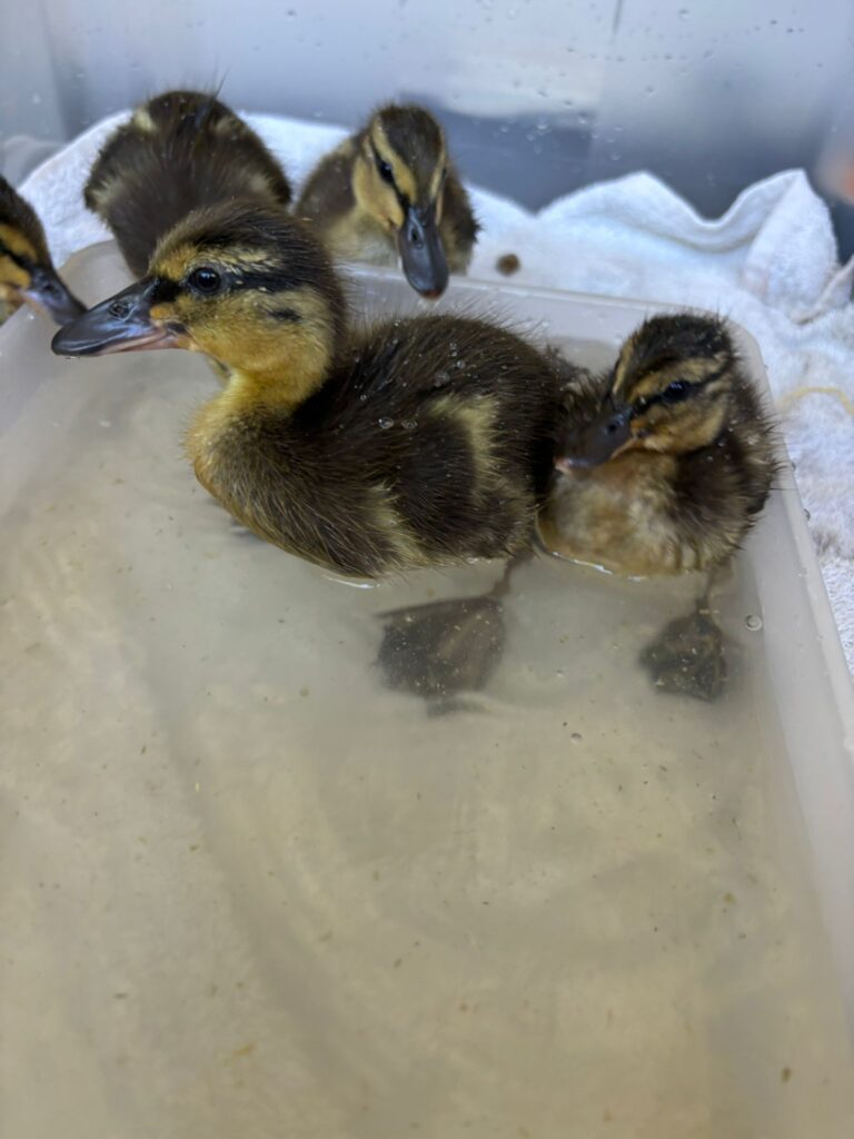 Duckling rescue begins with surprise discovery
