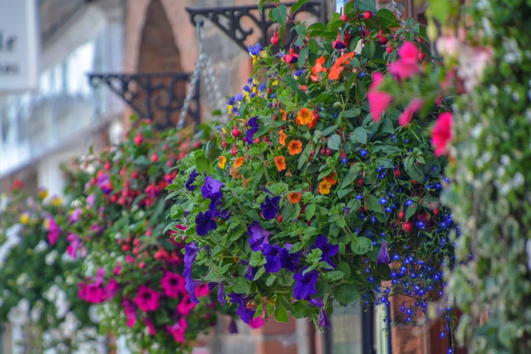 Bloom fears fade as vandals leave South Molton volunteers at breaking point